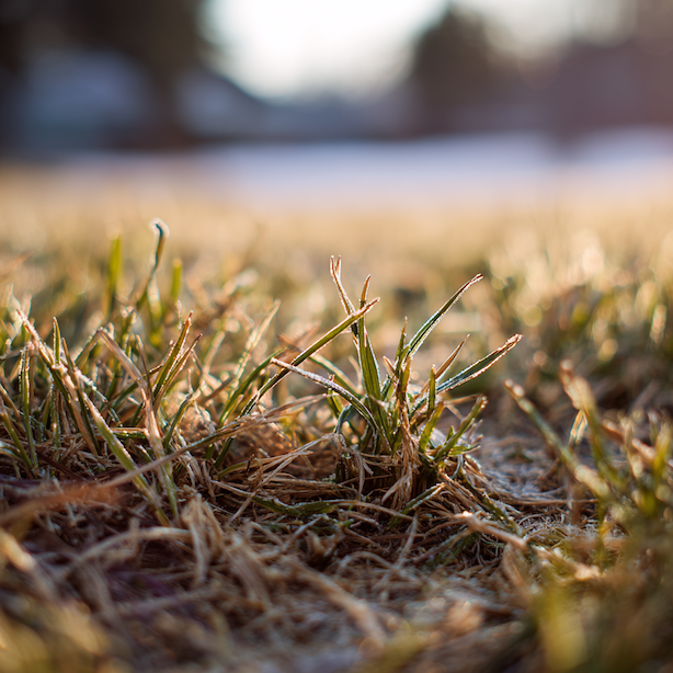 travnik-napadeny-sneznou-plisni-po-odtani-snehu-s-polehlymi-steably 